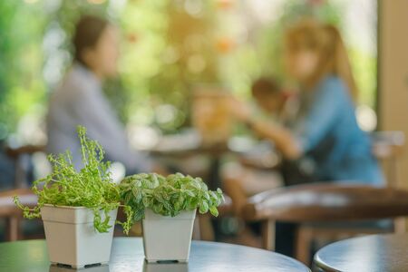 Artificial plants or plastic tree on table for decoration and welcome for customers in coffee shop.の写真素材