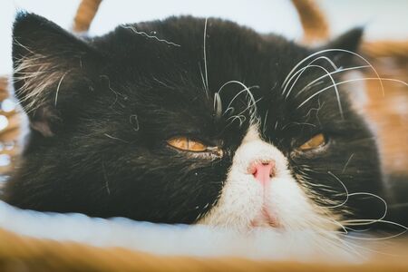 The lazy cat is sleeping lazily in the house.の写真素材