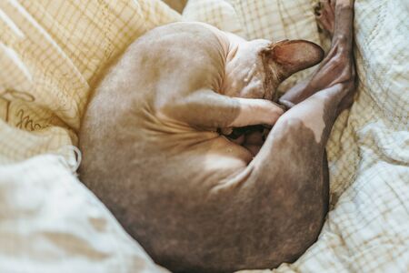 The lazy cat is sleeping lazily in the house.の写真素材