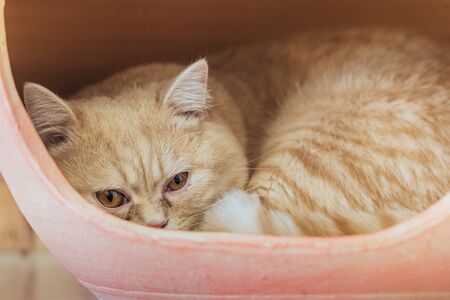 The lazy cat is sleeping lazily in the house.の写真素材