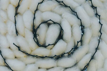 Close up to natural white silkworm cocoon shell in black plastic weave tray. Silkworm cocoon background.の写真素材