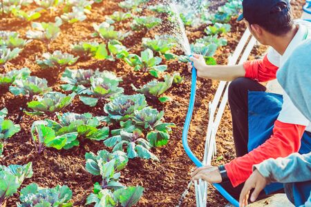 A young man watering  a growing red cabbage with a blue water hose in an agricultural garden.の写真素材