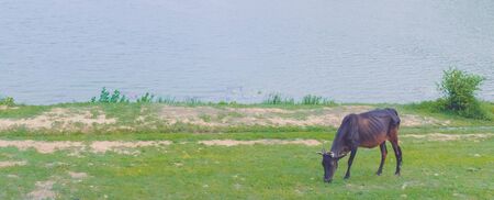 A black cow grazing peacefully in a meadow near the river on a beautiful summers dayの写真素材