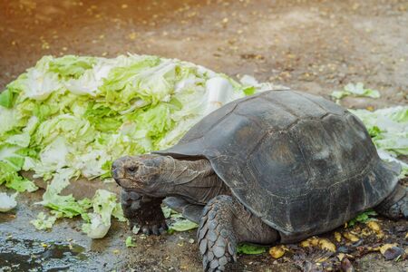 The turtle is resting after eating the Chinese cabbage.の写真素材