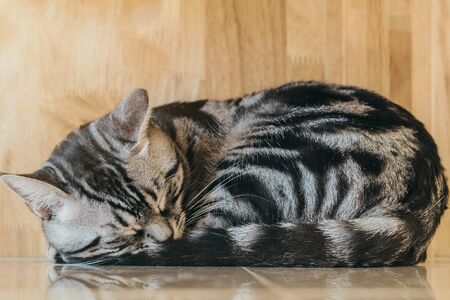 The lazy cat is sleeping lazily in the house.の写真素材