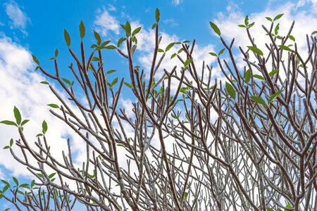 Natural view of dry plumeria tree or frangipani tree during annual deciduous.の写真素材