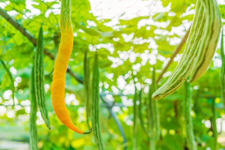 Snake gourd (Trichosanthes anguina Linn) hanging in vegetable garden. Selective focus.の写真素材