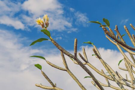 Natural view of dry plumeria tree or frangipani tree during annual deciduous.の写真素材