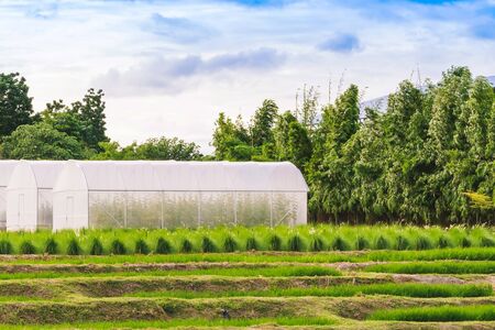 Domed Greenhouse or tunnel for young plants growing nursery house in a farm.の写真素材