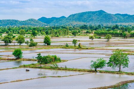 Scenery of flooded rice paddies. Agronomic methods of growing rice  with water in which rice sown in Thailand.の写真素材