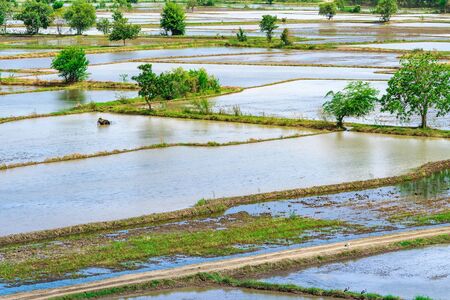 Scenery of flooded rice paddies. Agronomic methods of growing rice  with water in which rice sown in Thailand.の写真素材