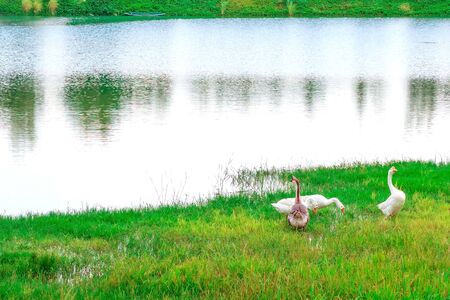 Group of swan eating near the 
reservoir in the public parkの写真素材