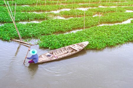 Female farmer paddle in the river to collect morning glory for sale at the market. Morning glory is a tropical food that contains vitamins and nutrients for the body.の写真素材