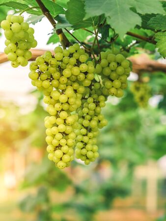 Bunches of young green grapes hanging on the vine with green leaves in organic garden.の写真素材