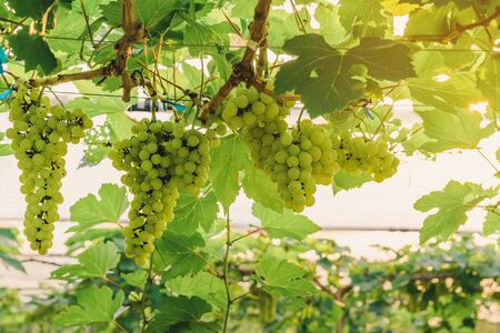 Bunches of young green grapes hanging on the vine with green leaves in organic garden.の写真素材