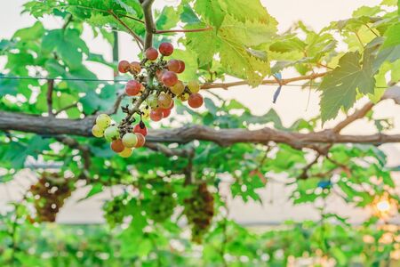 Bunches of young colorful grapes hanging on the vine with green leaves in organic garden.の写真素材