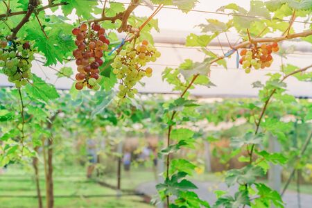 Bunches of young colorful grapes hanging on the vine with green leaves in organic garden.の写真素材