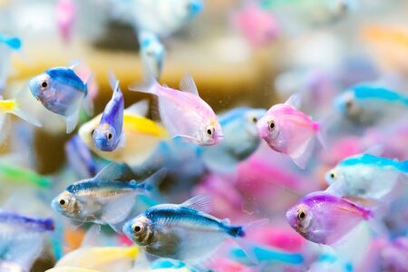 Colorful of small fish (Blue-banded Whiptail) or science name (Pentapodus setosus) swim in a fish...