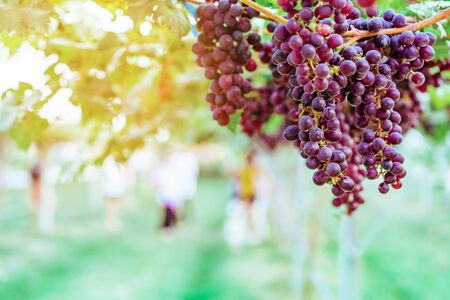 Bunches of purple grapes hanging on the vine with green leaves in organic garden.の写真素材