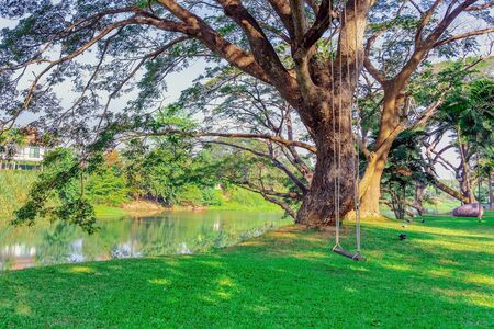 The wooden swings hanging under a big trees in a park beside the river in the morning.