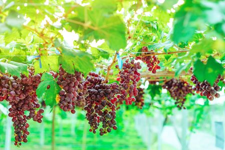 Bunches of purple grapes hanging on the vine with green leaves in organic garden.