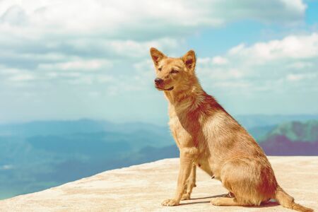 The brown dog on the highest point and the beautiful view landscape in morning at Elephant Hills  View Point are located in Thong Pha Phum Kanchanaburi, Thailand. Animal at the mountain. Nature backgroundの写真素材