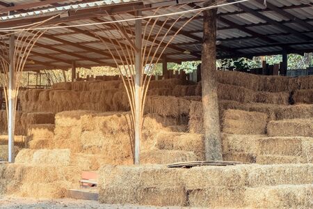 Piled stacks of dry straw collected for animal feed. Dry baled hay bales stack.の写真素材