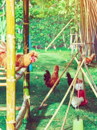 Many chickens rest happily on the chicken farm in the afternoon. Outdoors close up selective focus image.の写真素材