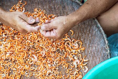 Close up to an eldery female fisherman use small knife to cut out unwanted parts of the shrimp, which is one step in making dried shrimp for sale.の写真素材