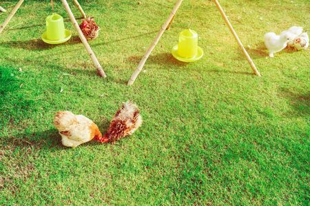 Many chickens rest happily on the chicken farm in the afternoon. Outdoors close up selective focus image.の写真素材