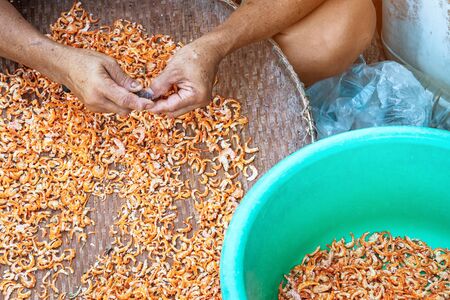 Close up to an eldery female fisherman use small knife to cut out unwanted parts of the shrimp,...
