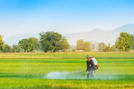KANCHANABURI THAILAND - APRIL 12 : Unidentified Thai farmer with machine and spraying chemical or fertilizer to young green rice field on April12,2018 in Kanchanaburi, Thailandのeditorial素材
