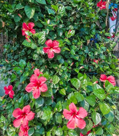 Beautiful Hibiscus flowers on a green background in the tropical garden, close up shotの写真素材