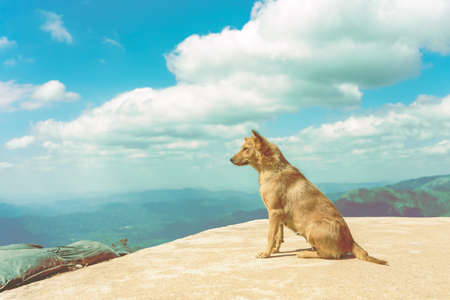 The brown dog on the highest point and the beautiful view landscape in morning at Elephant Hills  View Point are located in Thong Pha Phum Kanchanaburi, Thailand. Animal at the mountain. Nature backgroundの写真素材