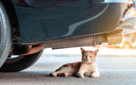 Pink flower bouquet on stem of Dendrobium orchid  with spray water for nursery flora business in the greenhouse, Tropical plant for ornamental, Beautiful floral for nature background. Selective focus.の写真素材