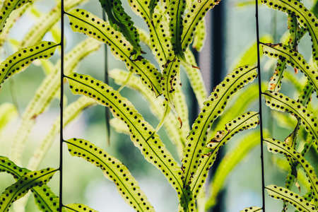 Beautiful Artificial leaves hanging in front of glass window to decorate the coffee shop. Natural Background.の写真素材