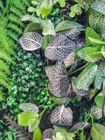 Many beautiful artificial green plant decoration on the wall and make it look fresh and beautiful. Decorate the garden with fake plants on the wall of the house for nature background. Selective focus.の写真素材