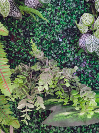 Many beautiful artificial green plant decoration on the wall and make it look fresh and beautiful. Decorate the garden with fake plants on the wall of the house for nature background. Selective focus.の写真素材