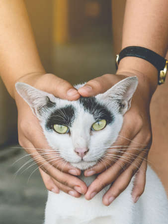 An abandoned stray black and white cat embraced and massaged by the girl's hands with love and compassion. Lovely cat in  kindness human hands, Vintage effect love for the animals. Pet care concept.の写真素材