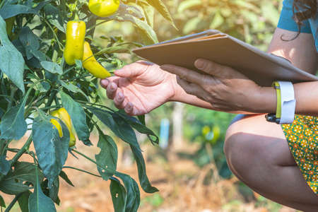 Hands of Female farmer with tablet check and take care green pepper paprika before harvesting for...