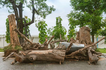 Piles of logs were cut down into smaller pieces and stacked from trees and stumps were left on the...