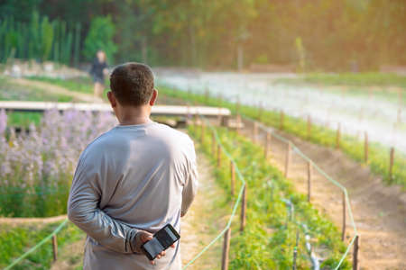 Back view of Asian male farmer with mobile phone standing in hopeful watching sprinklers watering vegetable plot. Senior farmer takes care of watering with sprinklers on farm.Concept for agriculture.の写真素材