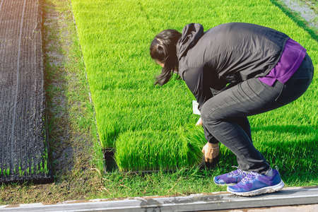 Asian female farmer holding young rice sprout ready to grow in rice field. Farmer transplanting rice seedlings. Fragrant jasmine rice seedlings preparation for planting.Modern method of rice planting.の写真素材