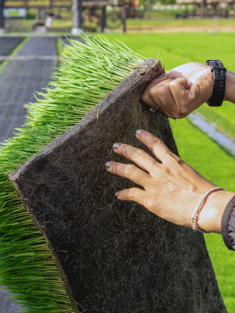 Hands of female farmer holding young rice sprout ready to grow in rice field.Farmer transplanting rice seedlings.Fragrant jasmine rice seedlings preparation for planting.Selective focus on right hand.の写真素材
