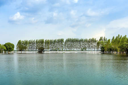 Scenic view of traditional flooded fields like a still lake on floating season in rural Thailand. Landscape of nature in rainy season and storm damage in agriculture. Heavy flood water concept.の写真素材