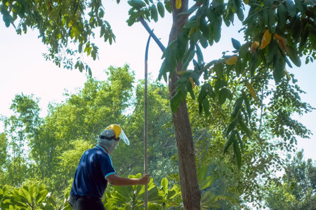 Asian professional gardener trimming plants using pruning saw on a ladder. A Tree Surgeon or...