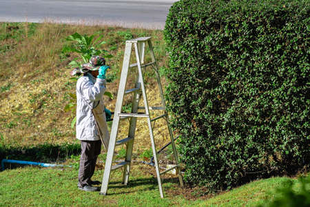 Asian professional gardener trimming plants using pro scissors and ladder. A Tree Surgeon or...