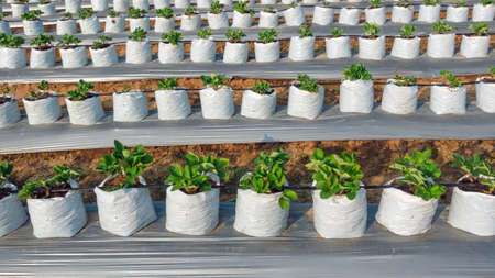 Planting strawberry seedlings in nursery bags for ease of care. Agriculture farm of strawberry...