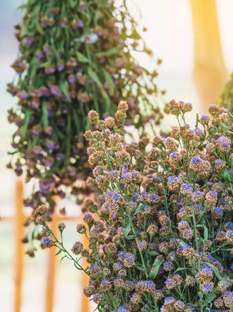Bouquets of purple margarets are cut and prepared to decorate the place beautifully. Bouquets of...