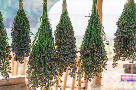 Bouquet of dried purple margarets hanging on side of the lid to decorate the venue. Bouquets of purple margarets are cut to turn into dried flowers. Purple or violet dried flowers. Selective focus.の写真素材